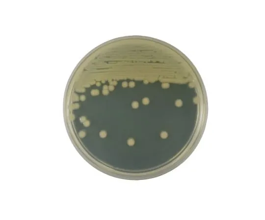 63-6527-02 BD BBL (TM) Brain Heart Infusion Agar Medium 20 sheets 252109
