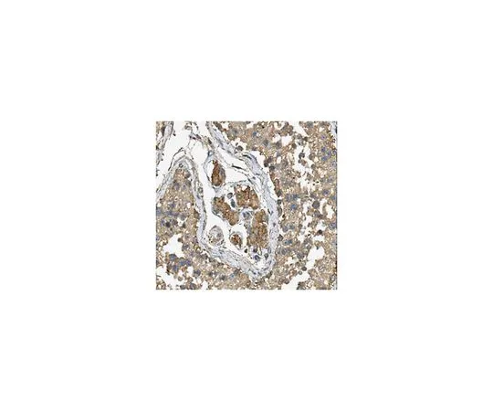 62-8505-65　［Discontinued］Anti-SETD4 Antibody, clone 7B5.1 Cat. No. MABE279　MABE279