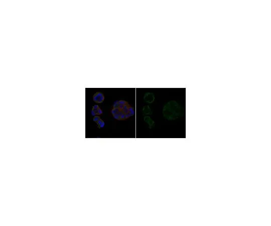 62-8381-89　［Discontinued］Anti-Androgen Receptor Antibody, Alexa Fluor(R) 488 Conjugate　06-680-AF488