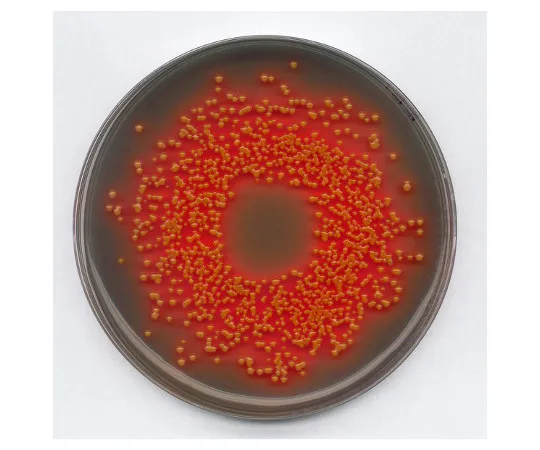 61-0205-69　［Discontinued］Hektoen Enteric Agar Medium for Detection, Separation Of Pathogenic Enteric Bacteria 111681 500G　1.11681.0500