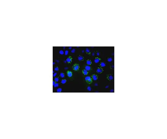 62-8496-16　［Discontinued］Anti-BCRP1, clone 5D3, Alexa Fluor(R) 488 conjugate　MAB4155A4