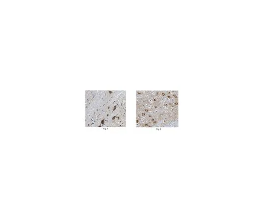 62-8518-19　［Discontinued］ANTI-SNAT1 Antibody, clone N104/37 , Cat. No. MABN502　MABN502