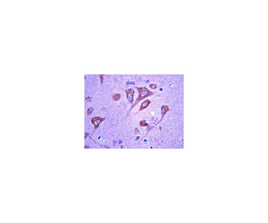 62-8493-67　［Discontinued］Anti-Peripheral Myelin Protein 22 (PMP22), clone CF1; 100 μg　MAB2265