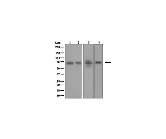 62-8523-13　［Discontinued］Anti-Hemopexin, clone EPR5609, Rabbit Monoclonal　MABS743