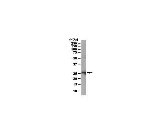 62-8456-98　［Discontinued］Anti-Syntaxin 8 Antibody Cat. No. ABC144　ABC144