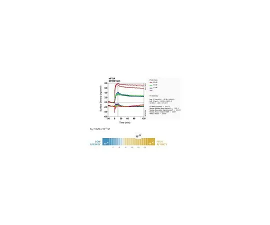 62-8506-88　［Discontinued］Anti-eIF-3A, clone EPR5819(2), Rabbit Monoclonal　MABE616
