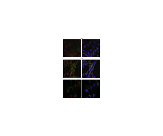 62-8452-42　［Discontinued］Anti-Kinesin-like protein KIF2C　AB6055
