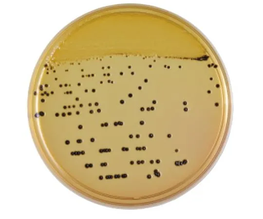 63-6527-10 BD BBL (TM) XLD Agar Medium 20 sheets 252020