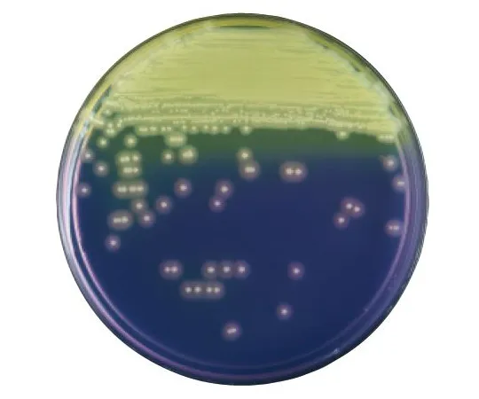 63-6527-41 BD BBL (TM) MRSA selection medium 20 sheets 252228