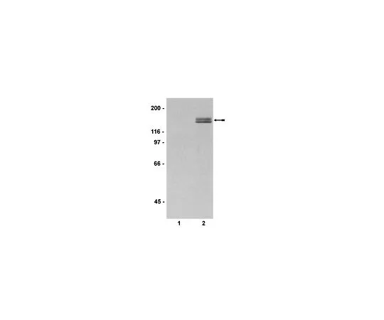 62-8385-46　［Discontinued］Anti-phospho-PLCγ-1 (Tyr783); 200 μg　07-509