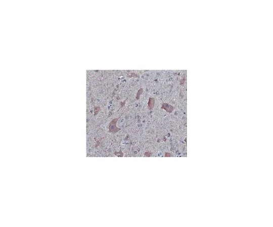 62-8516-76　［Discontinued］Anti-Synaptotagmin 3, clone 1E4.2　MABN108