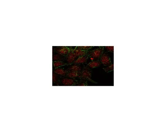 62-8387-37　［Discontinued］Anti-RelB (NFκB family member); 200 μL　07-1332