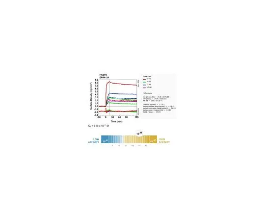 62-8523-22　［Discontinued］Anti-FABP3, clone EPR6126, Rabbit Monoclonal　MABS759