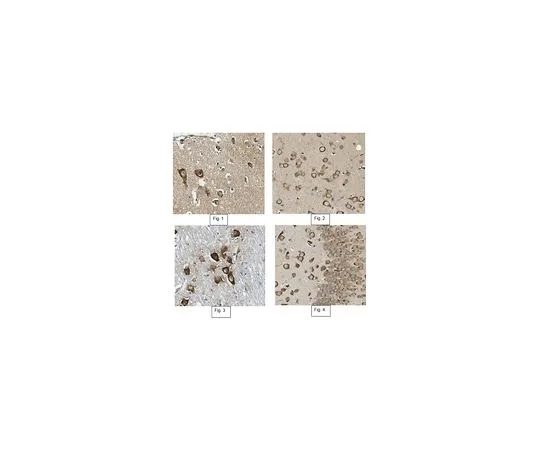 62-8517-82　［Discontinued］Anti-SERPINE2 Antibody, clone 8C4.1　MABN456