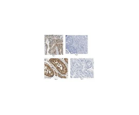 62-8470-45　［Discontinued］Anti-Securin Antibody ABS511　ABS511