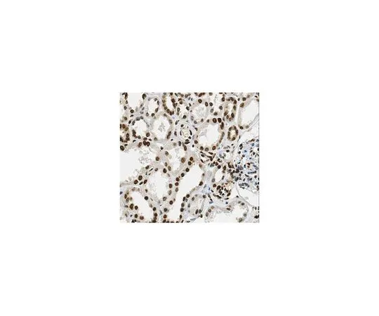 62-8502-31　［Discontinued］Anti-Cullin-4B/CUL4B, clone 9B11.1　MABC556