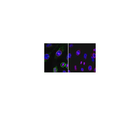 62-8456-52　［Discontinued］Anti-CASP8-associated protein 2; 100 μg　ABC54
