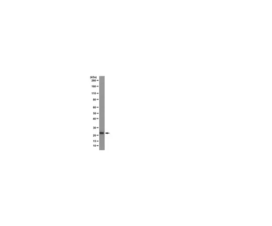 62-8369-10　［Discontinued］Anti-Y14, clone 1F12; 100 μg　04-1464
