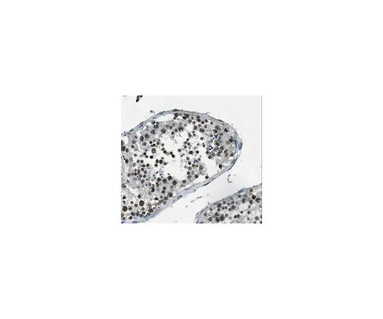 62-8517-27　［Discontinued］Anti-SNRNP200 Antibody, clone 3B6.1 Cat. No. MABN297　MABN297