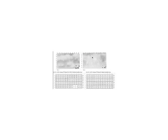 62-8506-39　［Discontinued］Anti-phospho Histone H3 (Thr11), clone N123/48　MABE435
