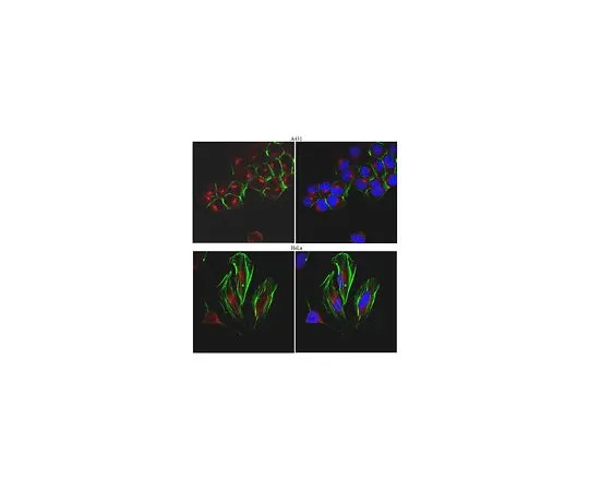 62-8473-57　［Discontinued］Anti-STX8　ABT298