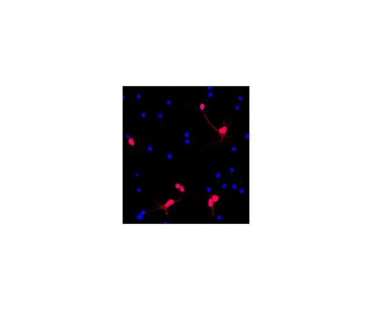 62-8446-80　［Discontinued］Anti-MAP2, Cy3 Conjugate; 100 μL　AB2290C3