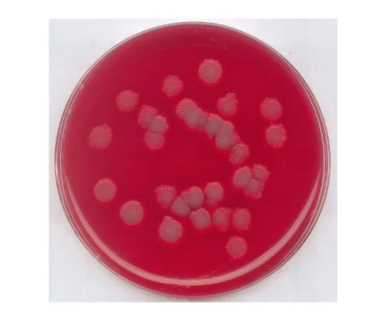 61-0200-54　［Discontinued］Blood Agar Basic Medium for Separation, Culture Of Various Gourmet Bacteria 110886 500G　1.10886.0500