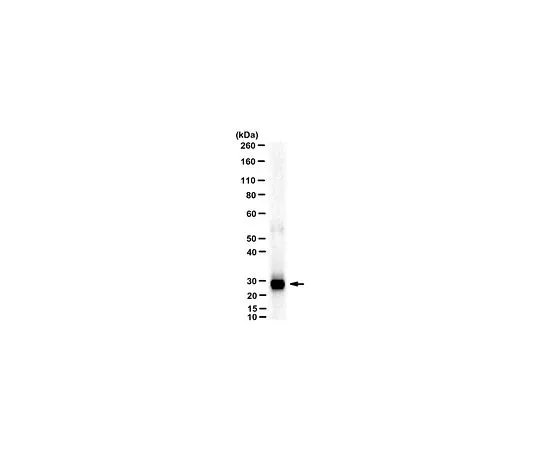 62-8521-58　［Discontinued］MABN1861 | Anti-Kallikrein 8/KLK8 Antibody, clone 19-10　MABN1861