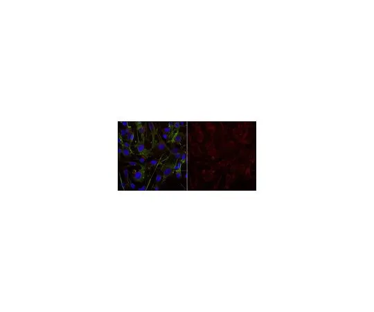 62-8488-78　［Discontinued］Anti-Galactocerebroside Antibody, clone mGalC Antibody, Alexa Fluor(R) 555 conjugate　MAB342-AF555