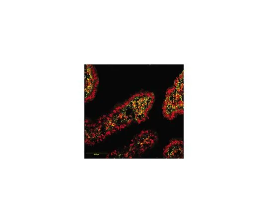 62-8500-28　［Discontinued］Anti-MMP-2 Proform, N-terminus, clone CA-4001; 100 μg　MAB13405