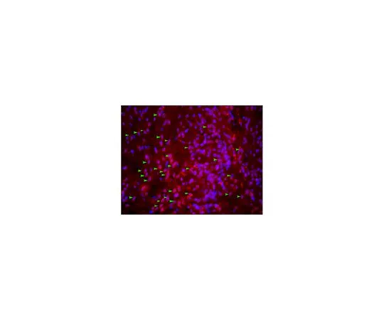 62-8388-52　［Discontinued］Anti-Mechano Growth Factor (MGF) Antibody　7-08