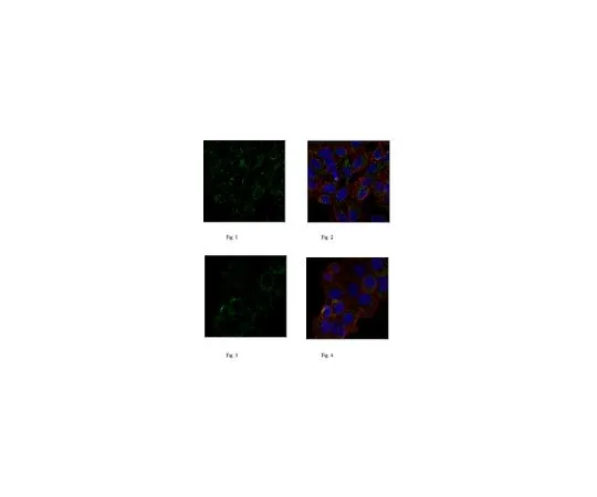 62-8501-83　［Discontinued］Anti-Annexin VI, clone 4B11.1　MABC272