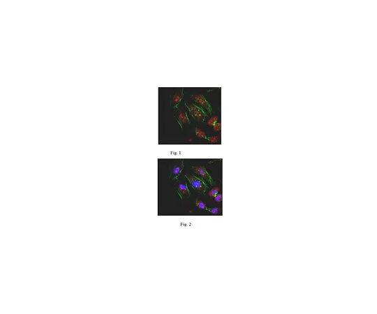 62-8473-16　［Discontinued］Anti-Nesprin-2 Antibody, Cat. No. ABT182　ABT182