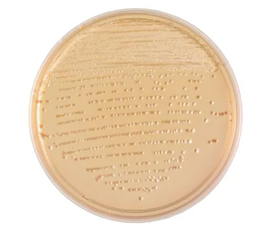 63-6527-18 BD BBL (TM) CT-McConkey II Agar Medium with Sorbitol 20 sheets 251156