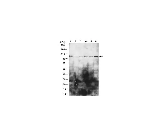 62-8504-62　［Discontinued］Anti-Anti-Lgr5 (GPR49) Antibody, clone 5G10.1　MABD148