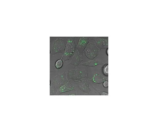 62-8498-36　［Discontinued］Anti-Nerve Growth Factor Receptor Alexa Fluor488 Conjugated; 50 μg　MAB5592X