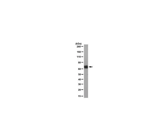 62-8518-60　［Discontinued］Anti-Pannexin-2 Antibody, clone N121A/3a , Cat. No. MABN623　MABN623