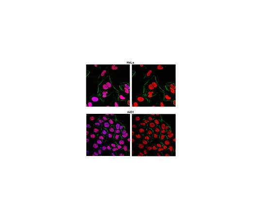 62-8505-10　［Discontinued］Anti-hSNF2H, clone 8F9.1; 100 μg　MABE120