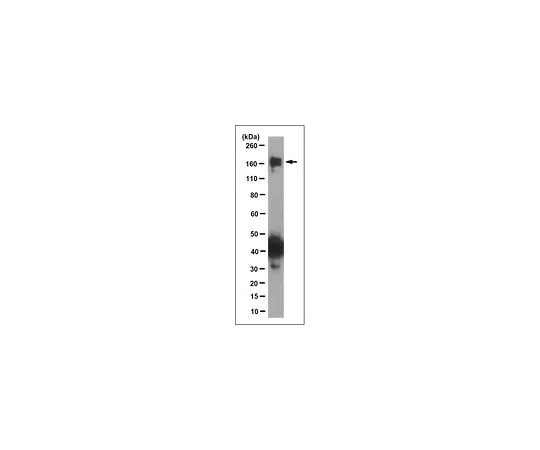 62-8519-54　［Discontinued］Anti-TRPM2 Antibody, clone 9D8.1　MABN769