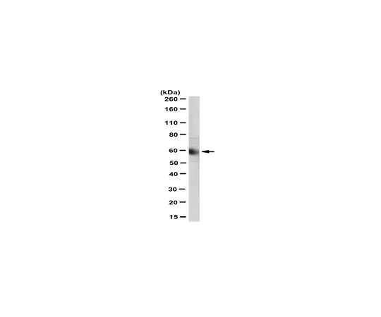 62-8517-32　［Discontinued］Anti-MAO-A Antibody, clone 6G11.E1　MABN306