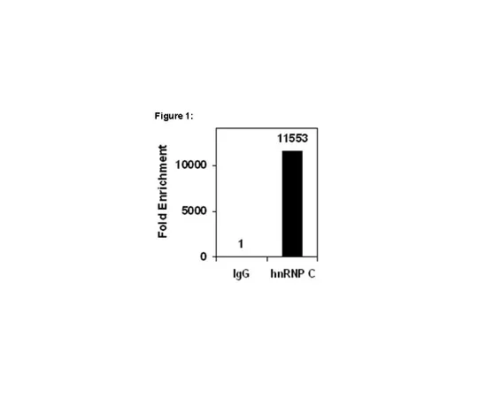 62-8367-63　［Discontinued］RIPAb+(TM) hnRNP C1/C2; 10 assays　03-205
