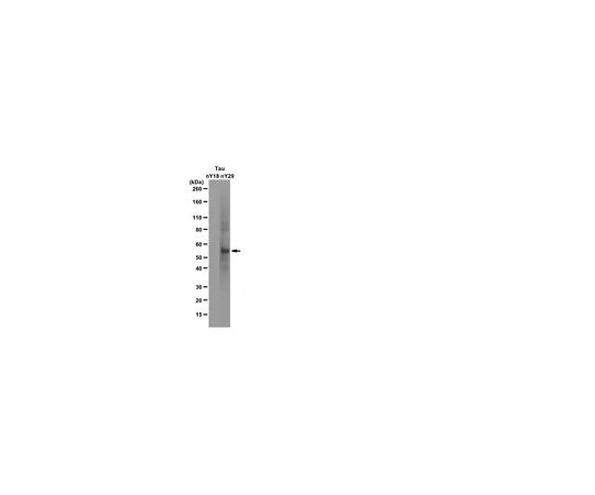 62-8493-48　［Discontinued］Anti-Nitrated Tau (Tyr29), clone Tau-nY29; 100 μg　MAB2244