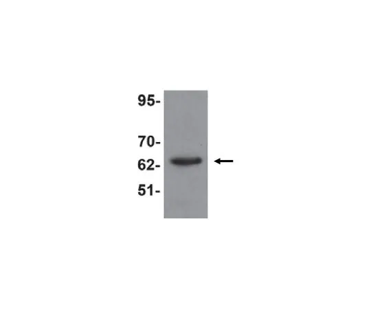 62-8462-70　［Discontinued］Anti-KPNA6 Antibody ABE798　ABE798