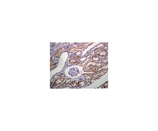 62-8506-64　［Discontinued］Anti-Upf1, clone EP4682, Rabbit Monoclonal　MABE586