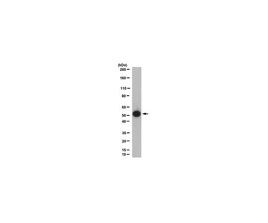 62-8505-44　［Discontinued］Anti-RBBP4 Antibody, clone 6G5.1, Cat. No. MABE221　MABE221