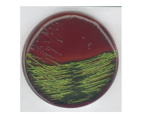61-0200-33　［Discontinued］EMB Agar Medium for Detection, Separation Of Pathogenic Enteric Bacteria 101347 500G　1.01347.0500