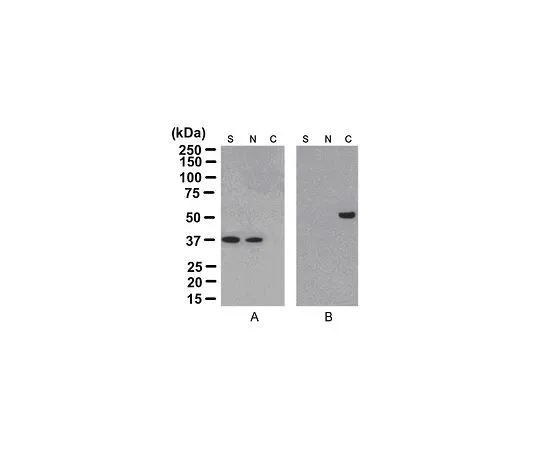 62-8394-44　［Discontinued］ProteoExtract(R) Cytoskeleton Enrichment and Isolation Kit, 15 reactions (1 kit)　17-10195
