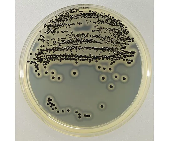 63-6526-80 BD BBL (TM) Baird Parker Agar Medium 20 sheets 252486
