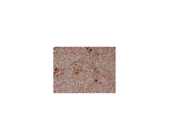 62-8517-99　［Discontinued］Anti-Annexin A4, clone PA351-29.1.3　MABN480