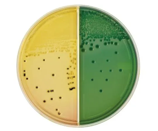 63-6527-93 BD BBL (TM) Salmonella Sigera Agar Medium/TCBS Agar Medium 100 sheets 251576